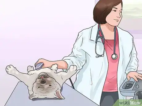 Image titled Check if Your Dog Is Healthy and Happy Step 13