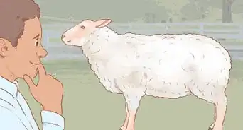 Shear a Sheep