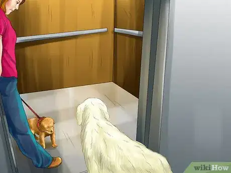 Image titled Get Rid Of Your Pup’s Elevator Phobia Step 6