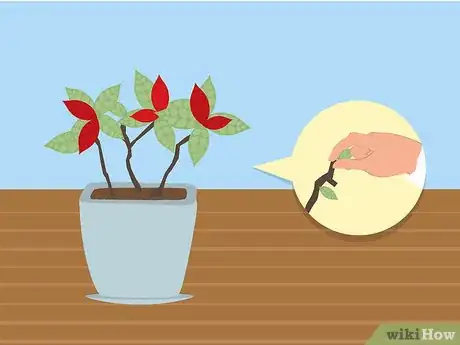 Image titled Care for Poinsettias Step 17