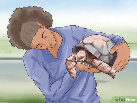 Image titled Sex Tortoises Step 1