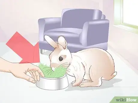 Image titled Teach a Rabbit Not to Chew Furniture Step 1