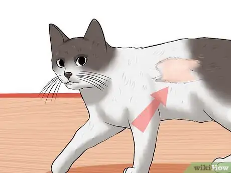 Image titled Check Cats for Fleas Step 9