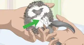 Bathe a Pet Hedgehog