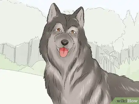 Image titled Identify a Siberian Husky Step 9