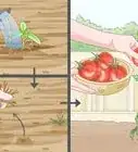 Create a Vegetable Garden