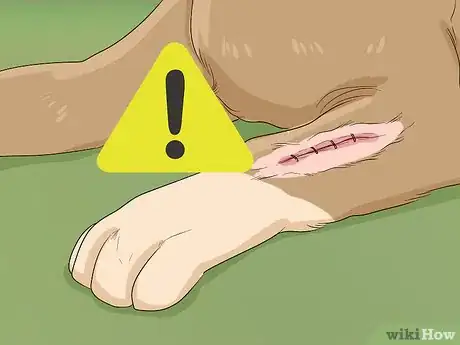 Image titled Help Your Dog Recover from Surgery Step 11