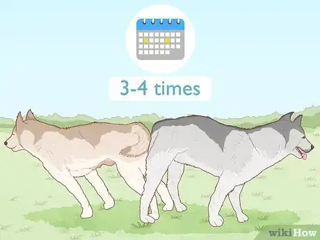 Image titled Breed Husky Dogs Step 7