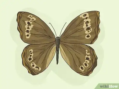 Image titled What Does It Mean when a Butterfly Lands on You Step 11