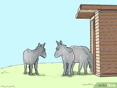 Image titled Care for a Donkey Step 1