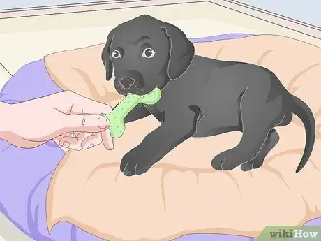 Image titled Get a Puppy to Sleep Step 9