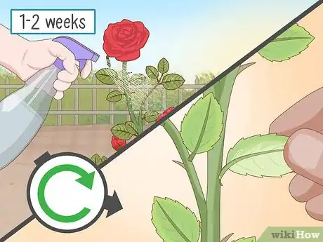 Image titled Get Rid of Aphids on Roses Organically Step 4