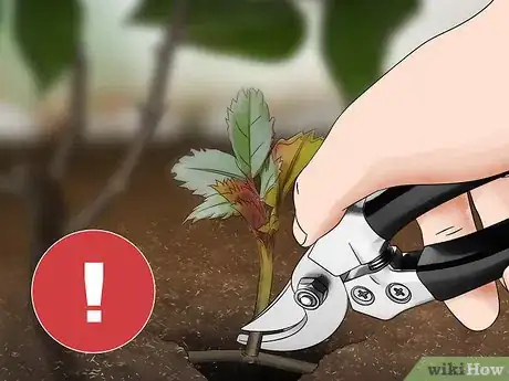 Image titled Get Rid of Suckers from Your Rose Bush Step 11