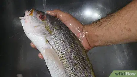 Image titled Fillet a Snapper Step 3