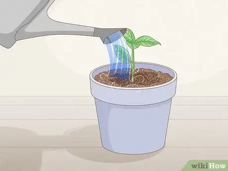 Image titled Grow Gardenia from Cuttings Step 10