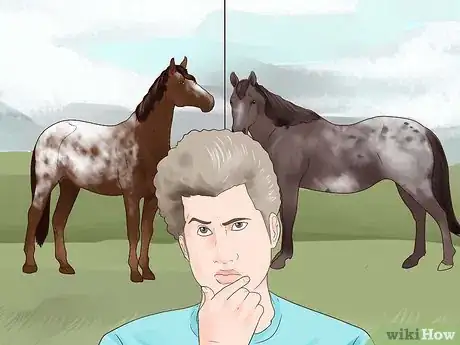 Image titled Identify an Appaloosa Horse Step 10