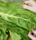 Cook Chard