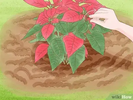 Image titled Grow Poinsettia Step 7