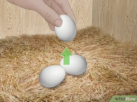 Image titled Raise Chickens for Eggs Step 21