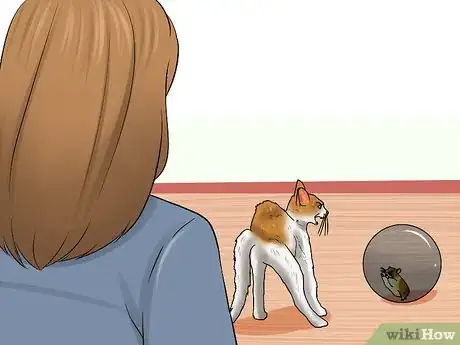 Image titled Know if a Cat Is Stressed Step 10