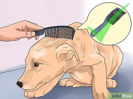 Image titled Rid Your Pet of Fleas Step 12