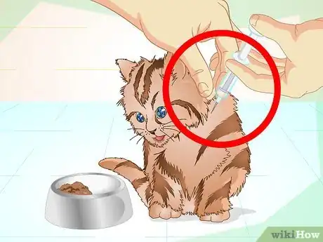 Image titled Get a Sick Kitten to Eat Step 9