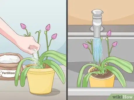 Image titled Get Orchids to Rebloom Step 13