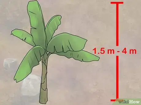 Image titled Grow Banana Trees in Containers Step 2