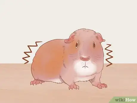 Image titled Understand Guinea Pig Language Step 11