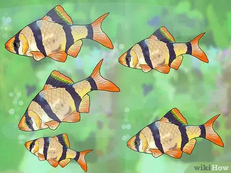 Image titled Know Which Fish to Put Together in a Tank Step 11