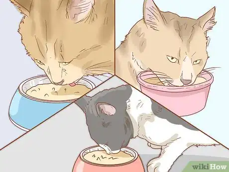 Image titled Peacefully Feed Cats in Multi‐Cat Households Step 12