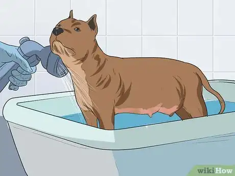 Image titled Bathe a Pregnant Dog Step 9