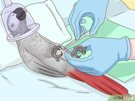 Image titled Treat Nutritional Deficiencies in African Grey Parrots Step 9