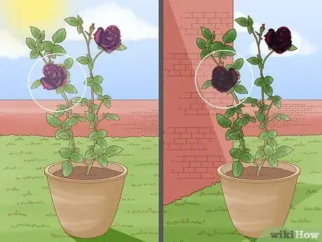 Image titled Grow Black Roses Step 6