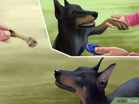 Image titled Care for Doberman Pincshers Step 21