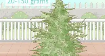 Grow Autoflowers Outdoors