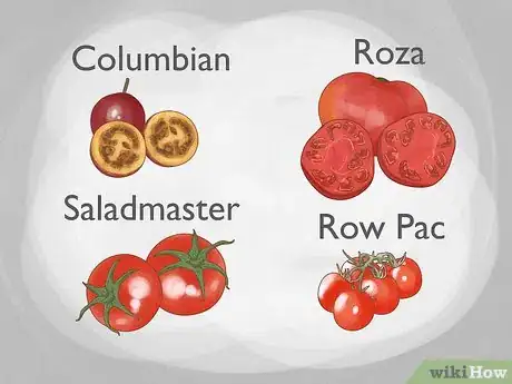 Image titled Treat Curly Top Virus in Tomatoes Step 6