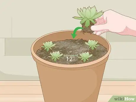 Image titled Plant Succulents Step 3