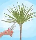 Grow Dracaena Marginata