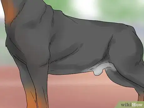 Image titled Identify a Rottweiler Step 6