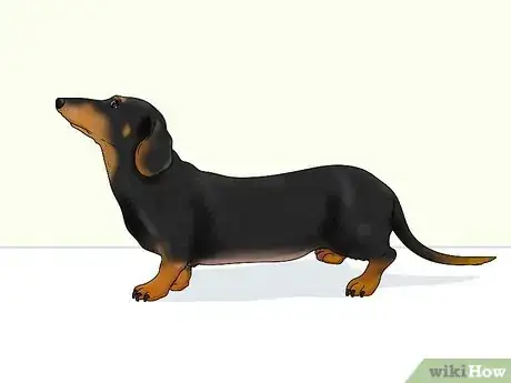 Image titled Identify a Dachshund Step 1