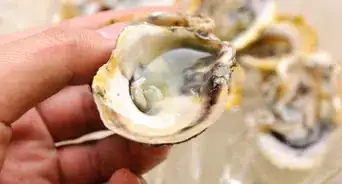 Shuck Oysters