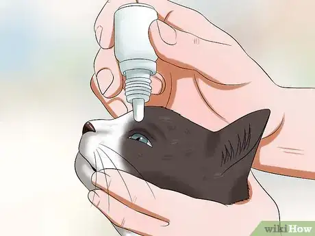 Image titled Give Your Cat Eye Drops Step 6