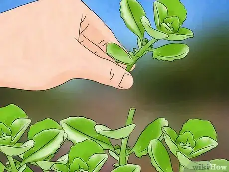 Image titled Grow Oregano Step 10