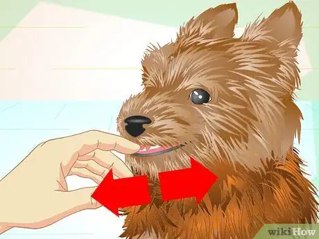 Image titled Keep Your Yorkie's Teeth Clean Step 2