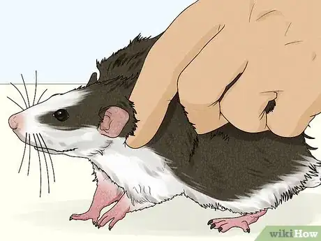 Image titled Care for a Rat That Had a Stroke Step 2