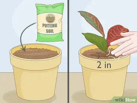 Image titled Prune Croton Plants Step 11