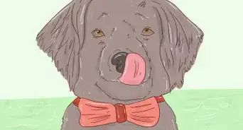 Make a Dog Bow Tie