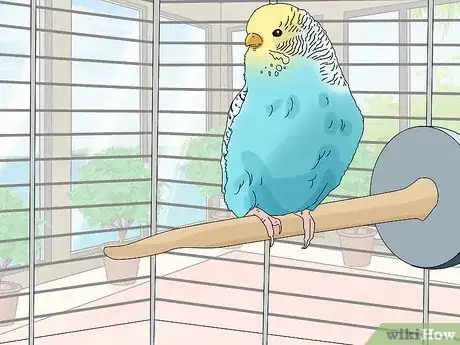 Image titled Hand Train a Parakeet Step 10