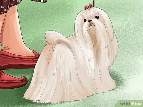 Image titled Identify a Show Worthy Maltese Step 10